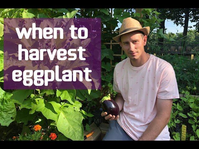 When To Harvest Eggplant