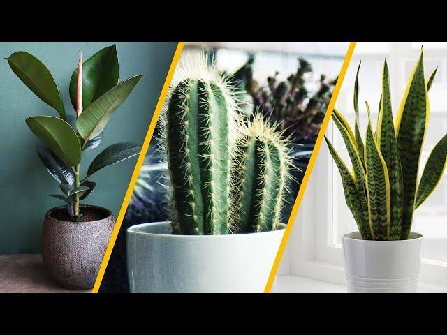 10 Most Beautiful and Easy-to-Care-For Plants