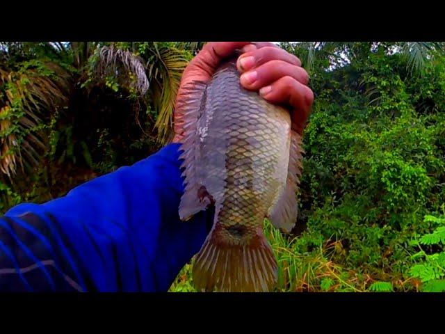 Mancing ikan betok besar di parit perkebunan kelapa sawit, umpan turun langsung rebutan