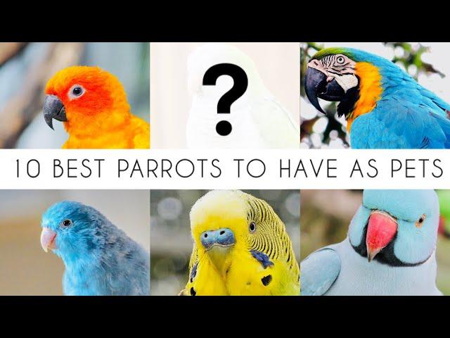 10 Best parrot breeds to have as pets