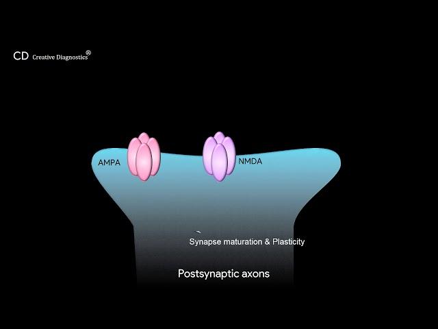 Glutamatergic Synapse Pathway Creative Diagnostics