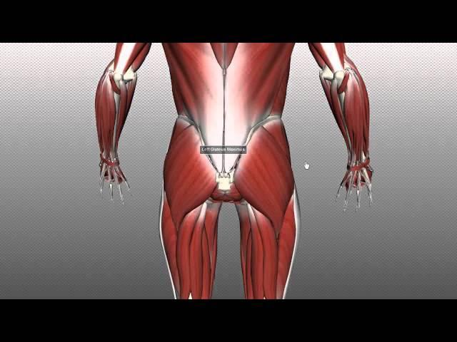 Muscles of the Gluteal Region - Part 1 - Anatomy Tutorial