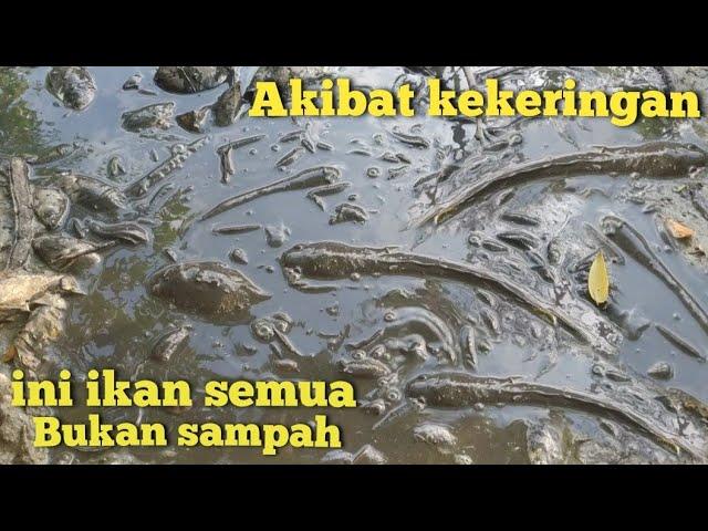 TINGGAL AMBIL !!! BANYAK IKAN MUNCUL SAAT AIR MENGERING BERKAH MUSIM KEMARAU PANJANG