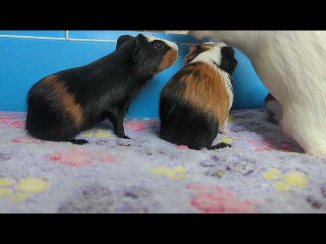 Talkative baby guinea pigs with mom