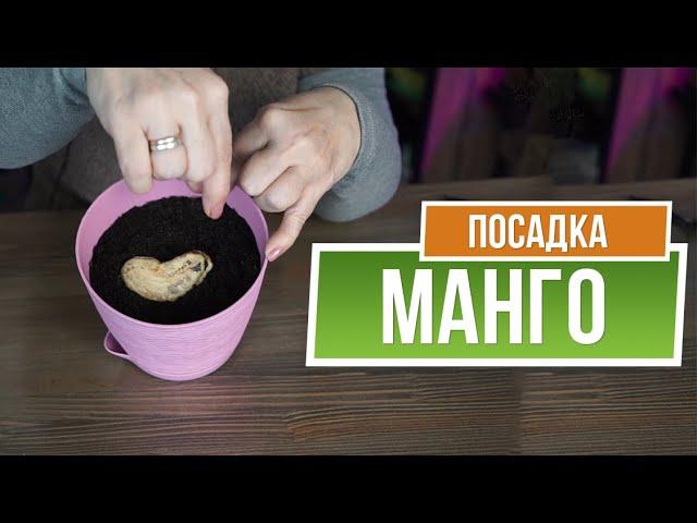 Как вырастить манго в домашних условиях  Манго из косточки