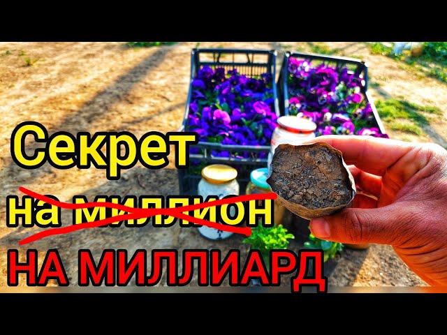 НАРАБОТАННАЯ СХЕМА НА МИЛЛИОНАХ РАССАД. Кальциевая селитра моё главное оружие, ПЕРЕДАЮ БОЛЬШОЙ ОПЫТ.