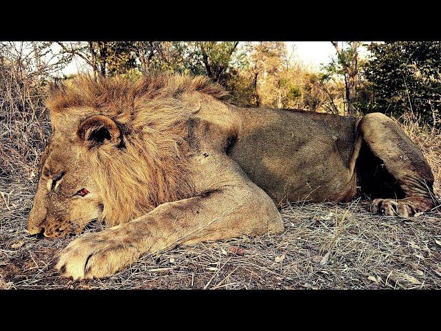 Full Charge with an injured Lion | Lion Safaris in Zimbabwe