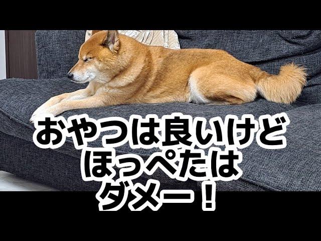 柴犬ロック パパは抜きたい！ #柴犬ロック #柴犬ボブ