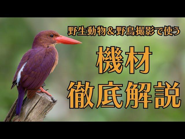 野生動物&野鳥撮影で使っている機材を濃厚に解説！