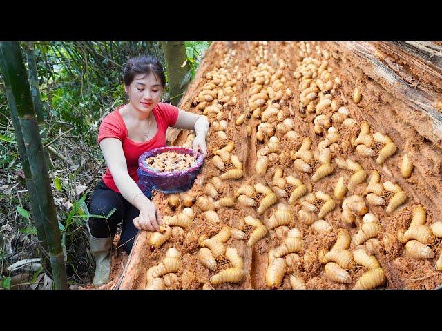 Harvest Pupae in Rotten Wild Coconut Trunks Goes To Market Sell - Cooking Pupae | My Bushcraft