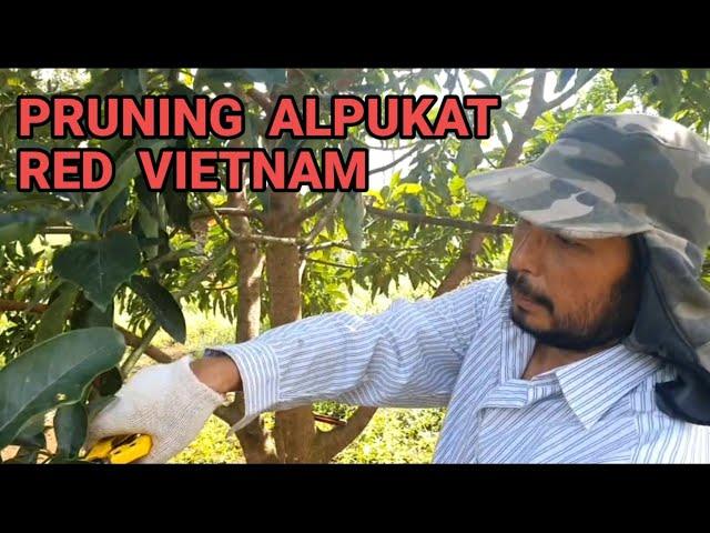 Cara Pruning Alpukat Red Vietnam Agar Cepat Berbuah.