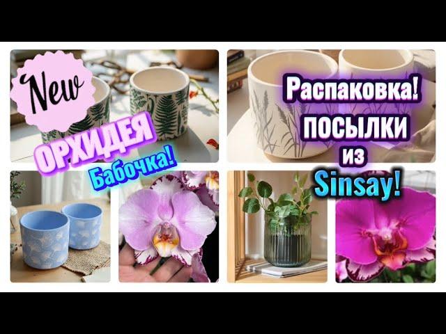 ПОПОЛНЕНИЕ в моей КОЛЛЕКЦИИ #orchid  Аксессуары для #орхидеи из Sinsay  #распаковка #fyp