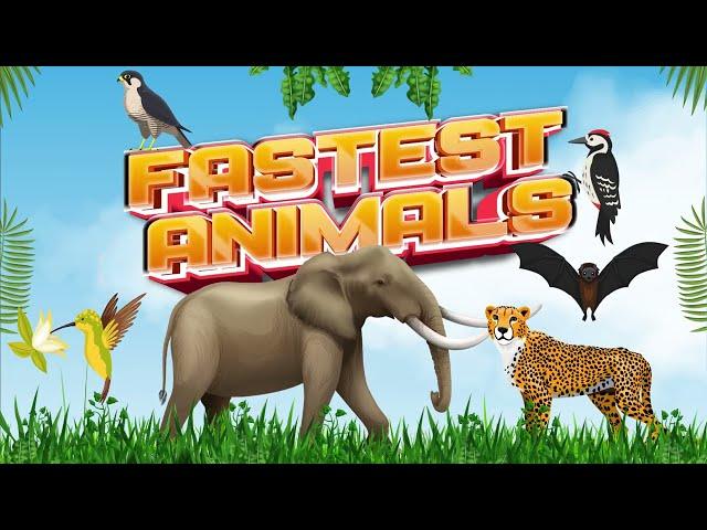 Fastest Animals on Earth | Fun Animal Facts