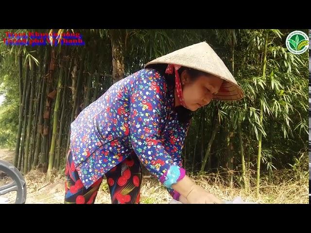 Kỹ thuật canh tác lúa cải tiến