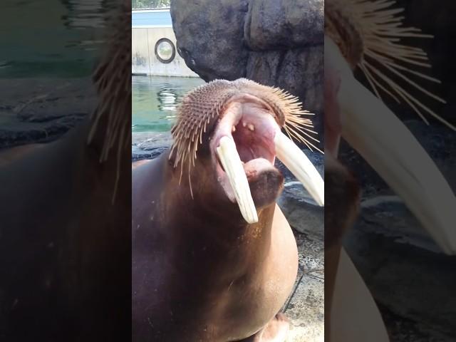 Amazing cute animal ￼ #animals #seal #ocean #sealions #funny#walrussounds #funnywalrus#animalsounds