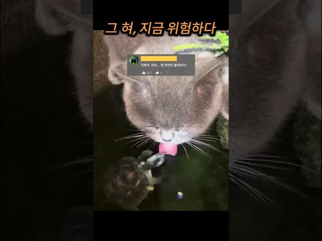 고양이 혀에 닥친 위기ㅋㅋㅋ
