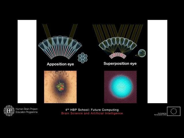 Dan-Eric Nilsson - The eye and the visual system: the visual reality of animals