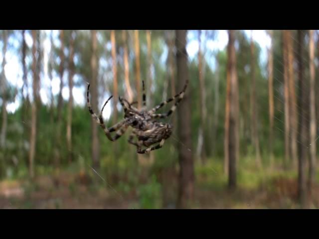 Spider weaving web - close up (HQ)