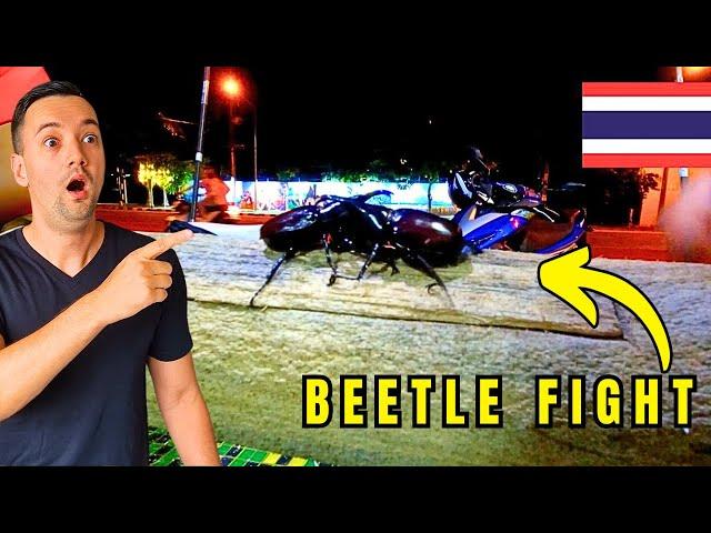 Beetle Fight In Chiang Rai, Thailand 