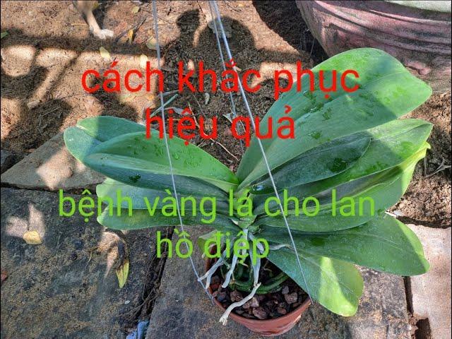 Cách điều trị lan hồ điệp bị vàng lá ( NGUYỄN AN NTA )