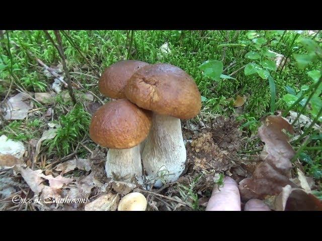 Белые Грибы в начале Сентября 2019 Беларусь Boletus Edulis