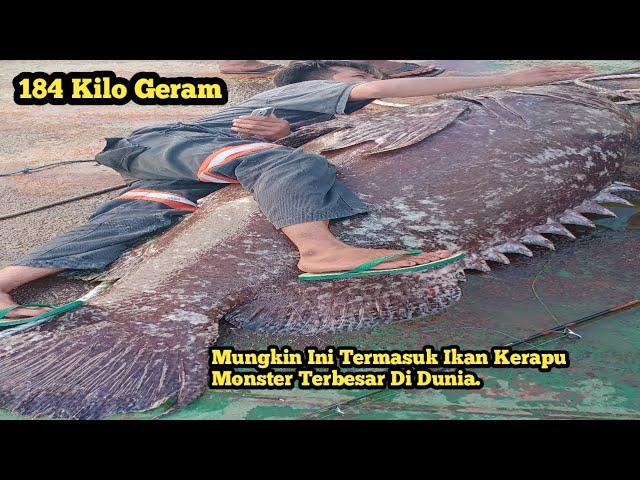 #VIRAL||MANCING DI MUARA DAPAT IKAN KERAPU BERAT 184 Kilo.