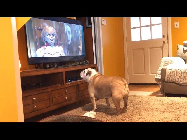 Bulldog Reaction to Annabelle Comes Home-Official Trailer