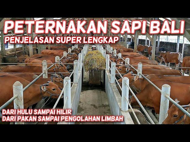 PETERNAKAN SAPI BALI - DARI A SAMPAI Z - PENJELASAN SUPER LENGKAP DARI HULU SAMPAI HILIR