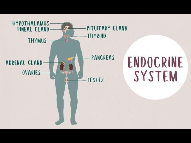 What is endocrinology?