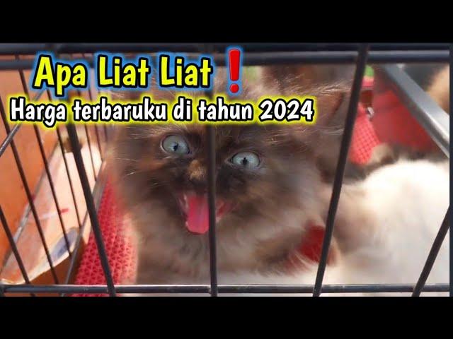 Apa Bener  Harga kucing persiaa naik di tahun Baru 2024  Buruan Tonton