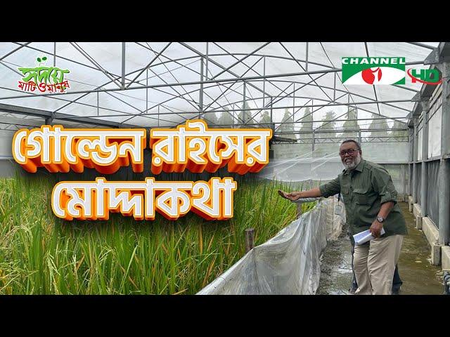 গোল্ডেন রাইসের মোদ্দাকথা | Golden Rice | Shykh Seraj | Channel i |