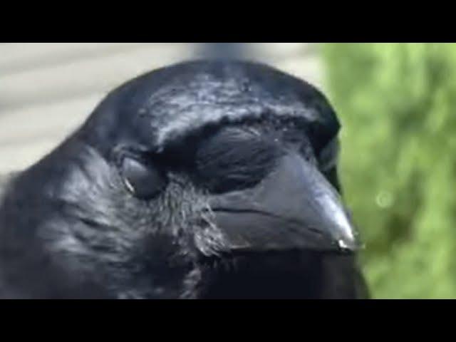 Wild crow tames a woman