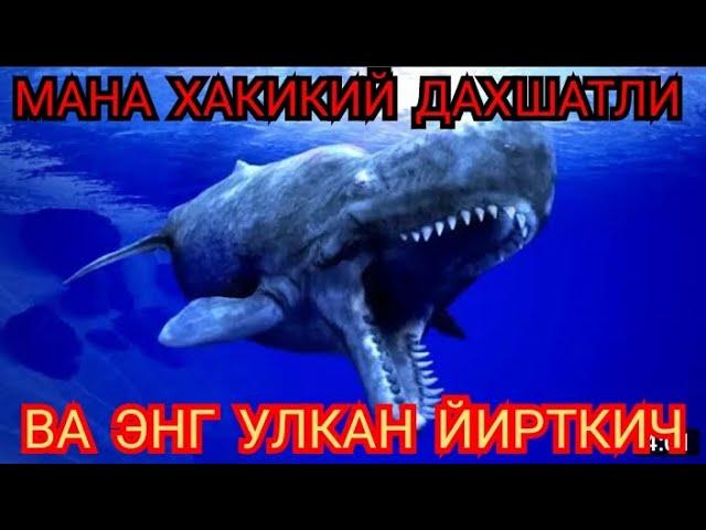 Кашолотлар хакида сиз кутган малумотлар. #хайвонлар хакида