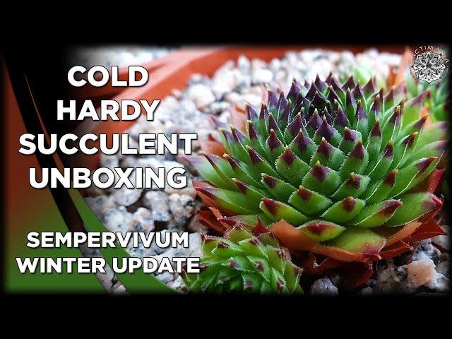 Cold Hardy Succulent Unboxing + Update | #Sempervivum Collection