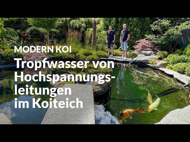 Eine Hochspannungsleitung direkt über Thorsten und Timos’ Teich | Modern Koi Blog #7087