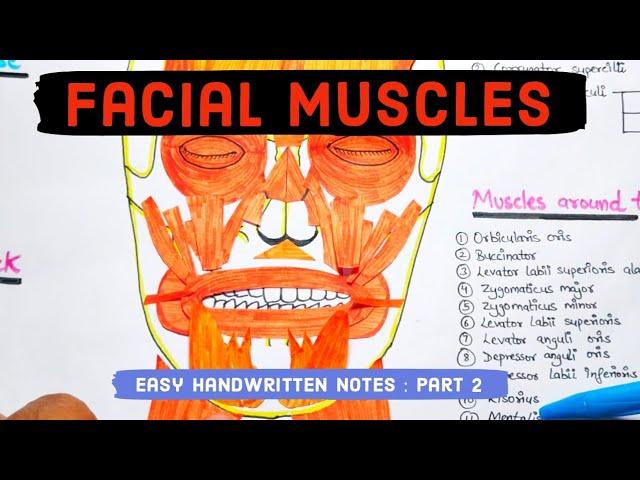 Facial muscles anatomy - Part 2 - Easy handwritten notes  #anatomy #facialmuscles #muscles