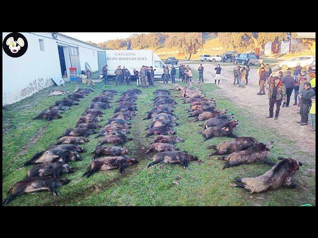 How Canadian Farmers Deal With Millions Of Wild Boars Destroying The Ecosystem