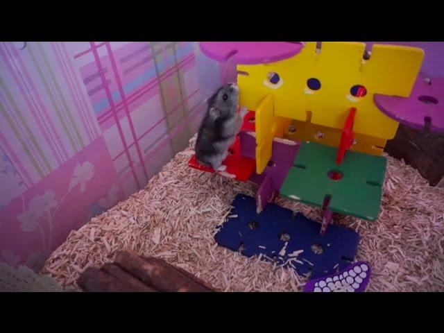 Hamster Exploring New Cage Setup