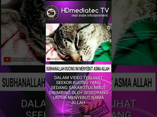 KUCING INI MENYEBUT ASMA ALLAH SEBELUM SAKAROTUL MAUT #fyp #viral #infoviral #dakwah #video #budaya