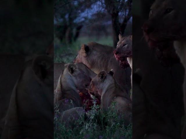 Majestic Lions Hunting Zebras: A Glimpse into Nature's Feeding Cycle