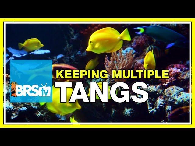 FAQ #28: Can I keep multiple tangs in the same aquarium?