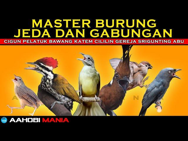 MASTER BURUNG BERJEDA & GABUNGAN | cigun pelatuk bawang katem cililin gereja srigunting abu