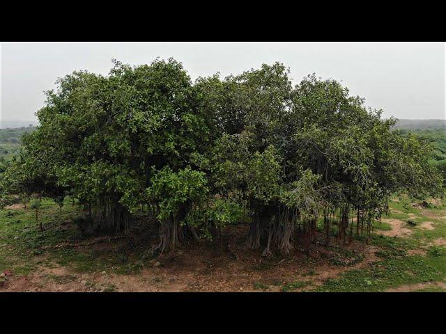 The mighty Banyan Tree | Nature Connection