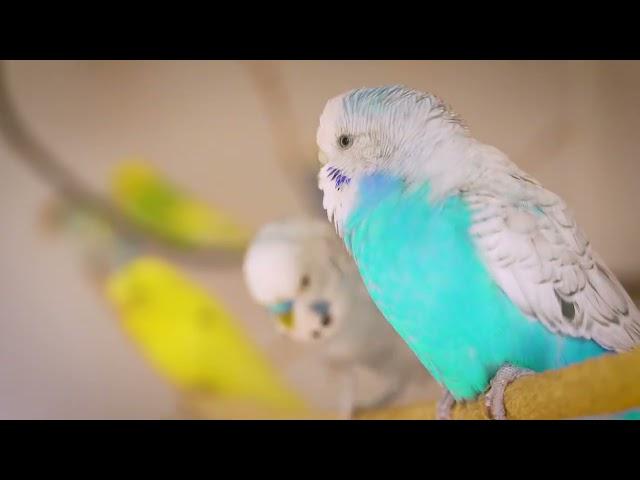 Budgie EXPERT Shares 12 Hours of Soothing Bird Sounds for Sad Birds