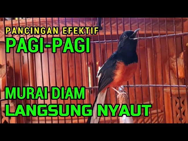 Pancingan PAGI-PAGI AGAR MURAI GACORsekali coba murai DIAM langsung bunyi