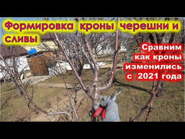 ОБРЕЗКА МОЛОДЙ СЛИВЫ и ЧЕРЕШНИ. Формируем крону старым знакомым деревцам.