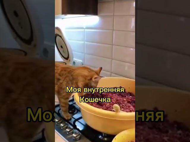 Какая твоя внутренняя кошечка ? ИДИ ко мне @maricheva_sexologist