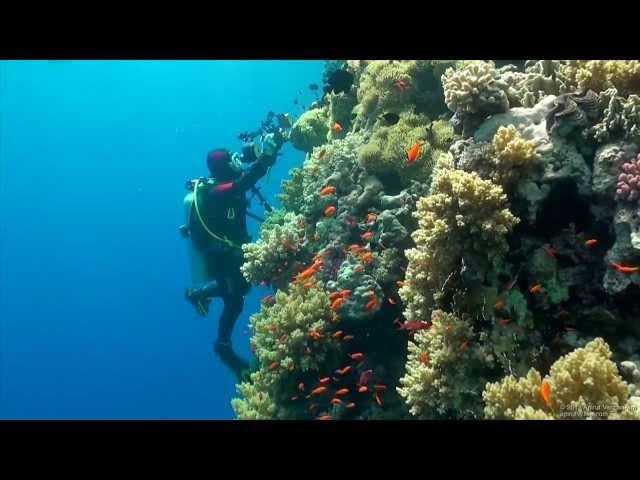 SCUBA Diving Egypt Red Sea - Underwater Video HD