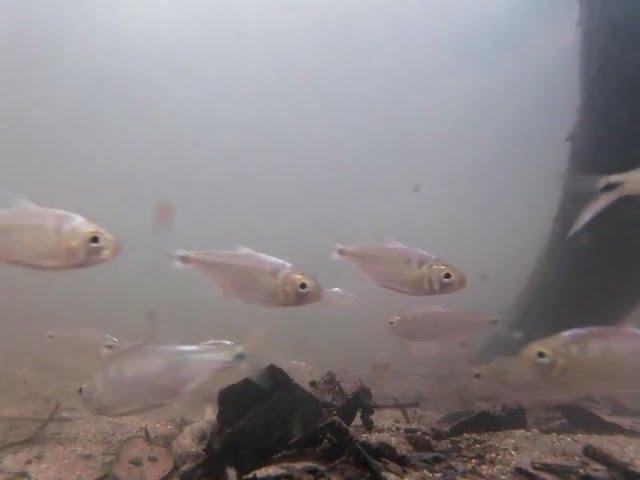 Wild freshwater fish in Costa  Rica - Astyanax orstedii & Amatitlania siquia in the natural habitat