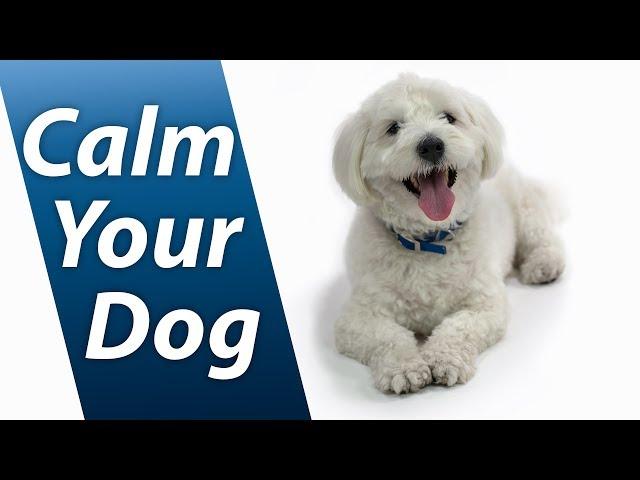 Calm Your Dog with White Noise | Relaxing Sound Soothes Puppy Anxiety Fast | 10 Hours